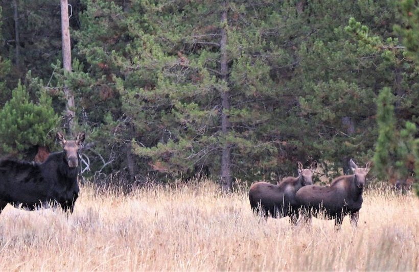 مبيت وإفطار The Hideaway Lodge