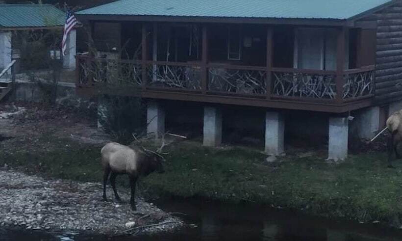 Qualla Cabins And Motel Cherokee Near Casino