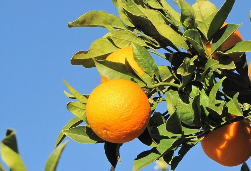 호텔 Casona Granado