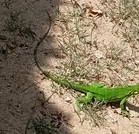 بنسيون Templanza Del Pacífico Hostal