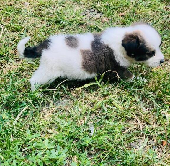 پانسیون Uplistsikhe Guest Paluma