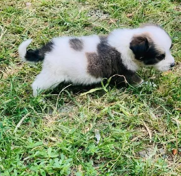 پانسیون Uplistsikhe Guest Paluma