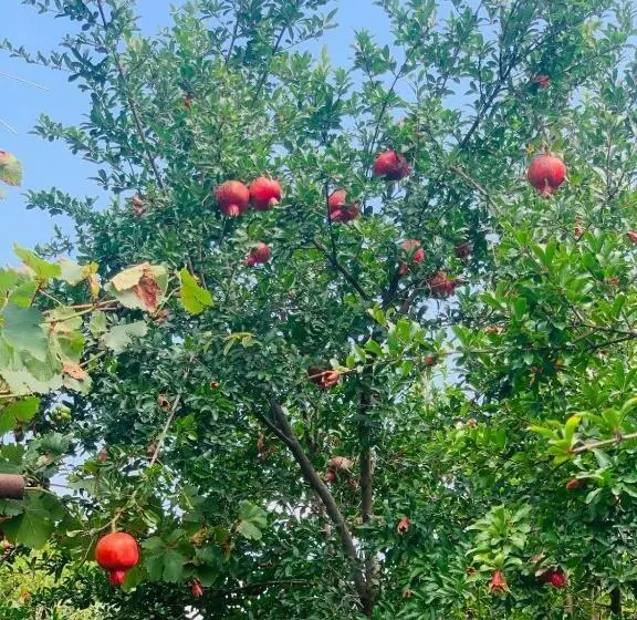 پانسیون Uplistsikhe Guest Paluma