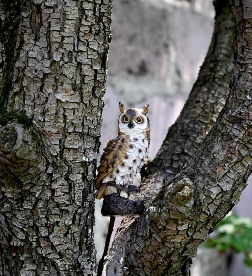 Pensió Anar Guest House