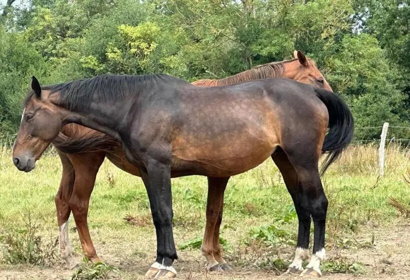 ベッドアンドブレックファースト Au Milieu Des Haras