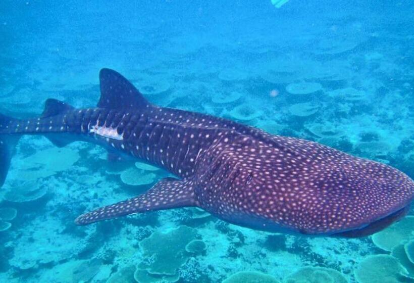 هتل Dhigurah Tourist