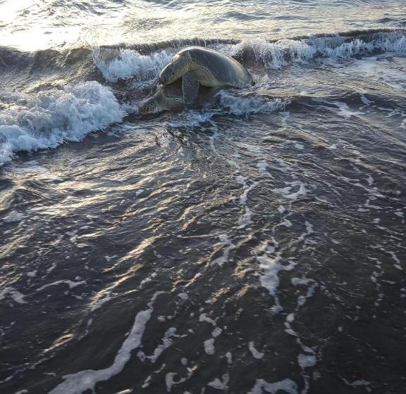 پانسیون Princesa Del Rio