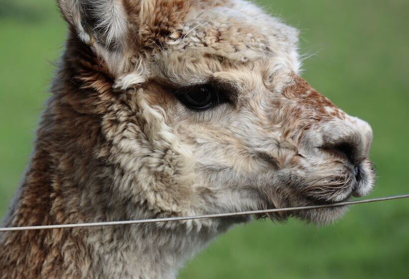 مبيت وإفطار Cherry Plum Cottages