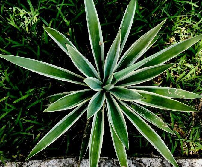 فندق La Villa Mexicana By Diving Prestige