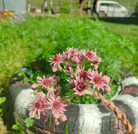 پانسیون Guest House Cafe Nita