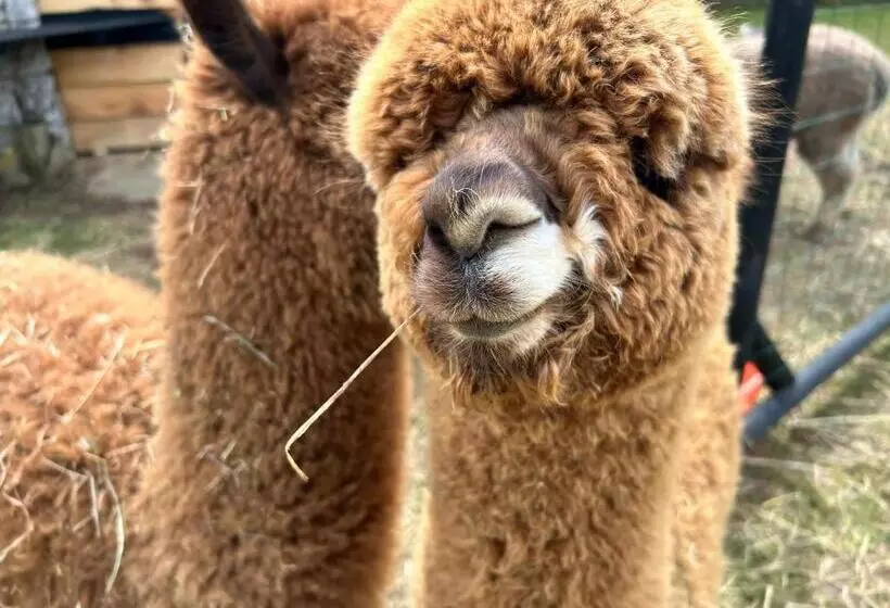 Aamiaismajoitus (B&B) Nana Mac Chambre D Hôtes