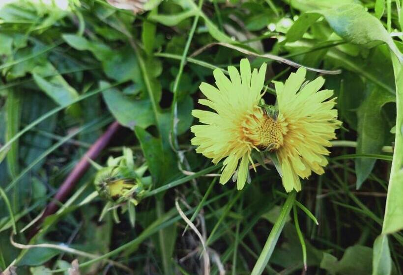 Bed and Breakfast Rectoria Nova