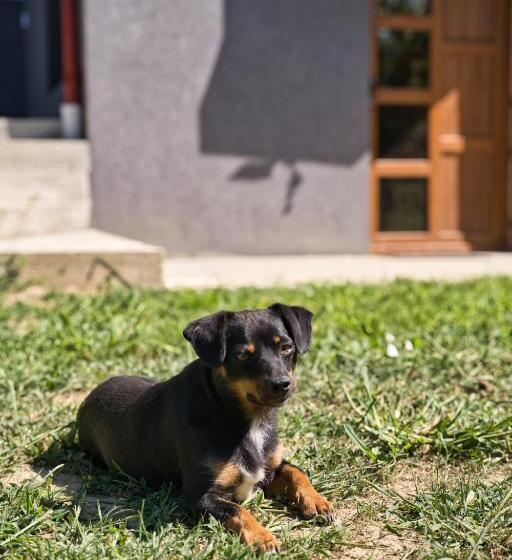 膳宿费 Perla Argesului, Cazare, Ciubar, Piscina, Lift, Pensiuni, Hotel, Cabana, Vila, Munte, Transfăgarasan