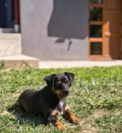 ペンション Perla Argesului, Cazare, Ciubar, Piscina, Lift, Pensiuni, Hotel, Cabana, Vila, Munte, Transfăgarasan