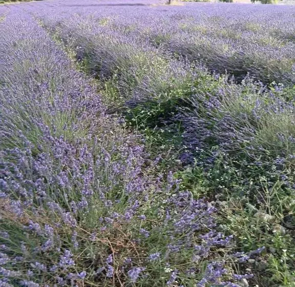 ベッドアンドブレックファースト Chambre D Hôtes, à La Nuitée