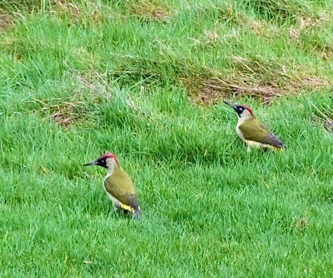 Bed and Breakfast Orchard Dene