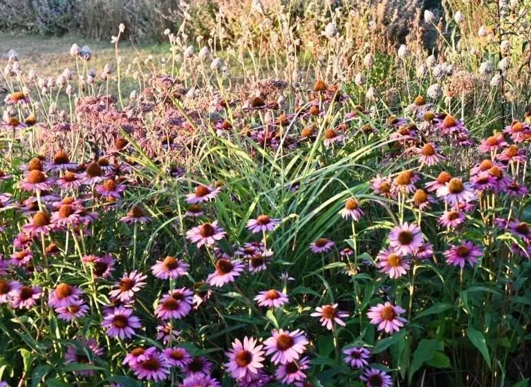 Aamiaismajoitus (B&B) Orchard Dene