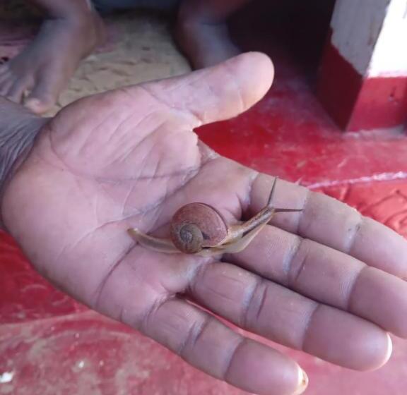 פנסיון Woodland Hideaway In Sinharaja