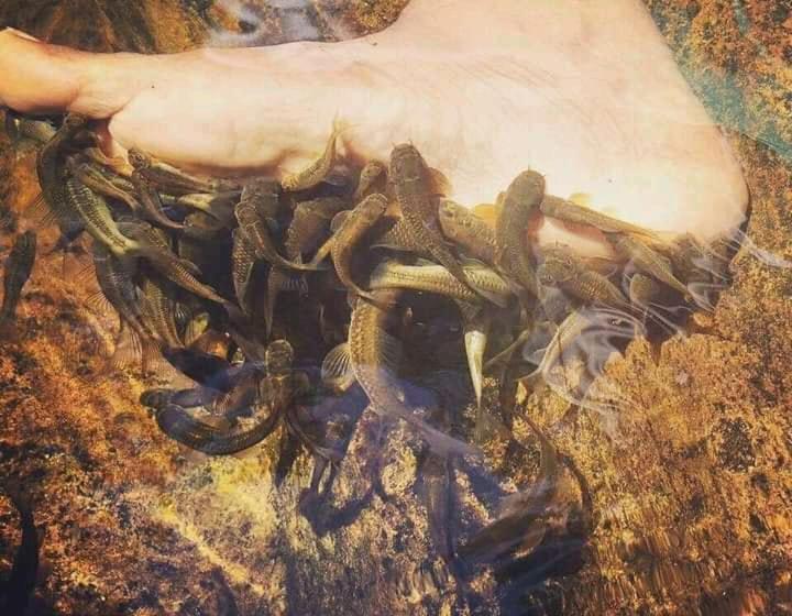 פנסיון Woodland Hideaway In Sinharaja