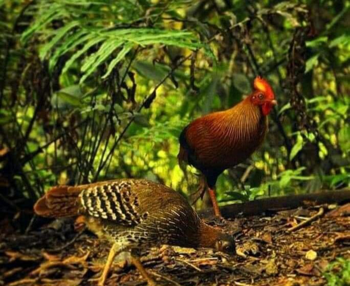 פנסיון Woodland Hideaway In Sinharaja