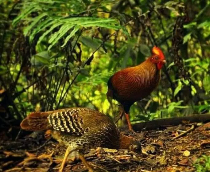 Majatalo Woodland Hideaway In Sinharaja