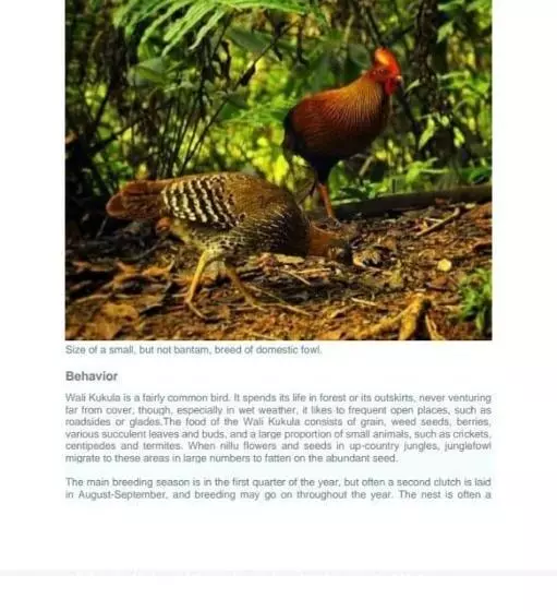 Majatalo Woodland Hideaway In Sinharaja