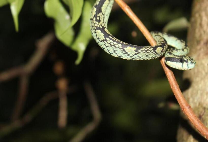 פנסיון Woodland Hideaway In Sinharaja
