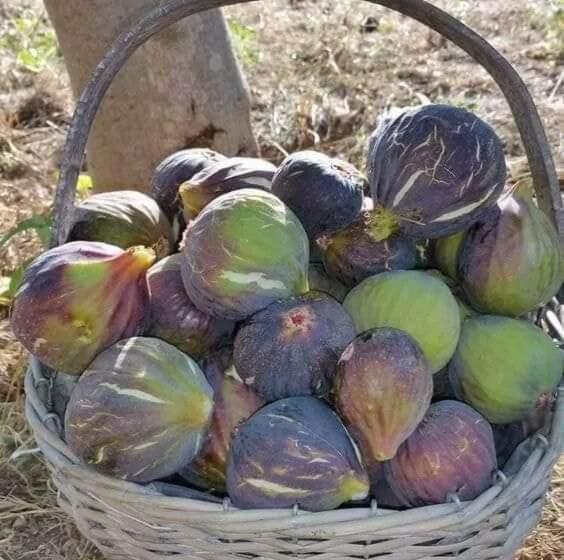 ホテル Casa Rural Veleta Con Piscina Y Barbacoa Murtas Granada Espana