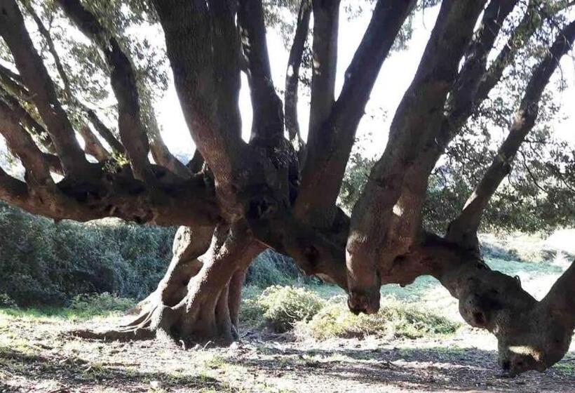 旅馆 Stazzo Gallurese