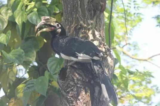 Hotelli Shoolin Wood