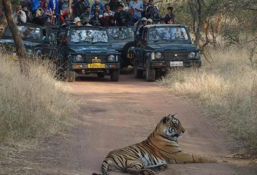 Majatalo Ranthambore Tiger Home