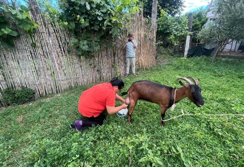 Elbasan Backpacker Hostel