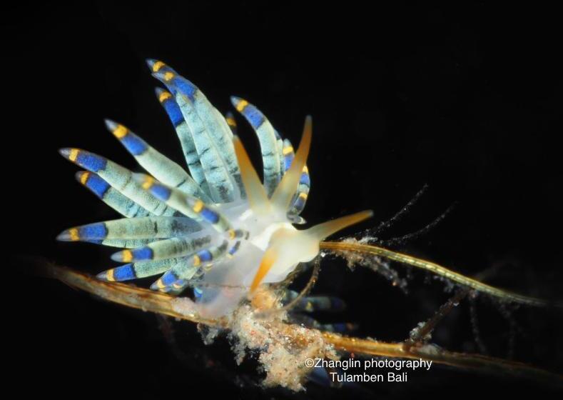 Отель Alba Tulamben