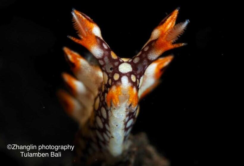 Отель Alba Tulamben