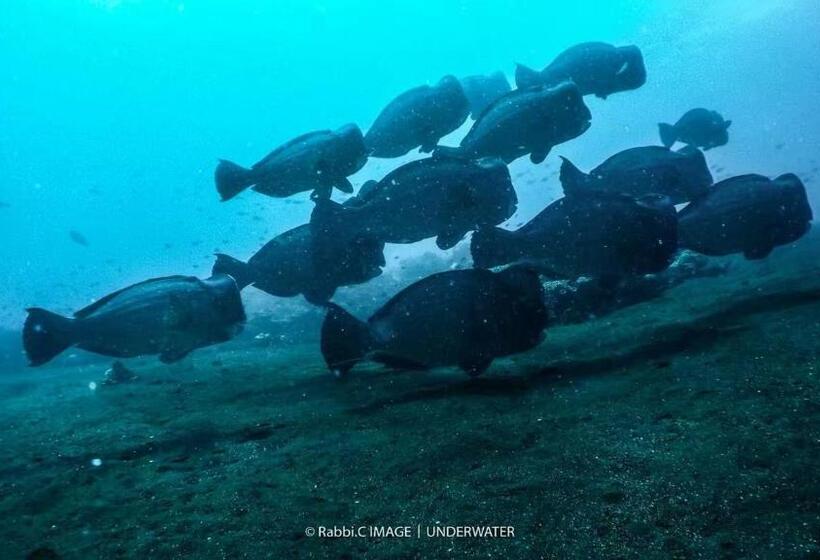 Отель Alba Tulamben