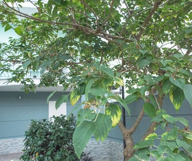 تختخواب و صبحانه Gruppo Luxe Domus Vigevano