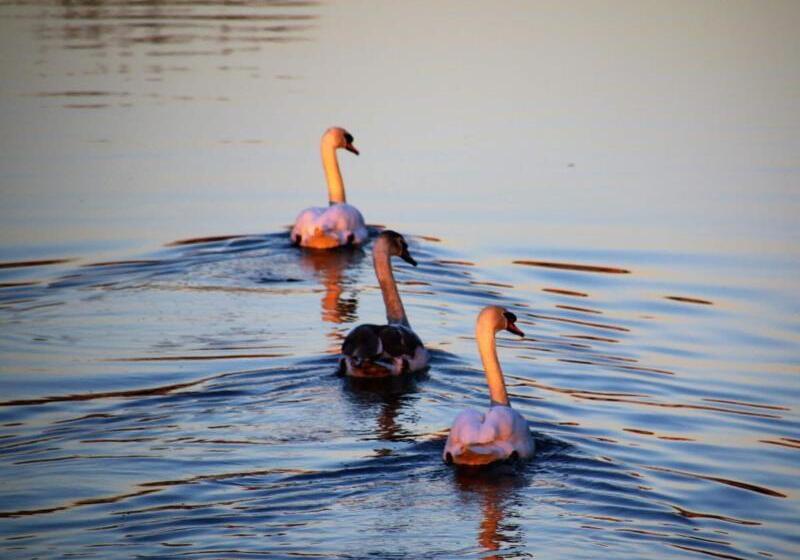 בית מלון כפרי Royal Ashton Townhouse   Taunton