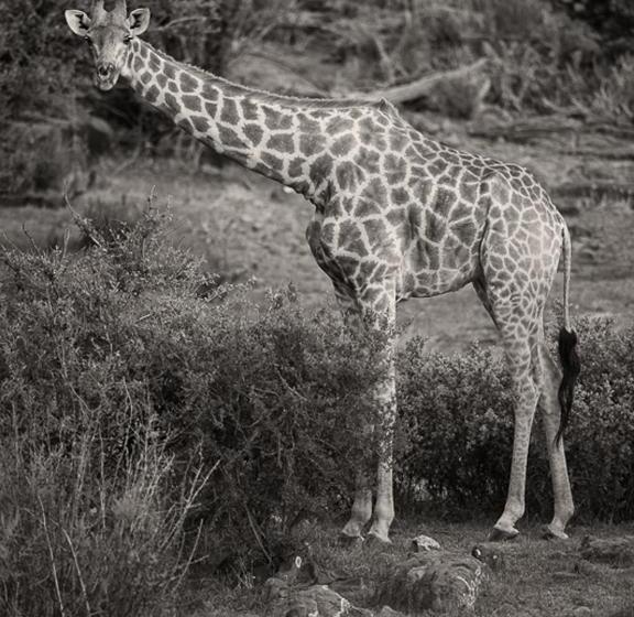 酒店 The Royal Fischer