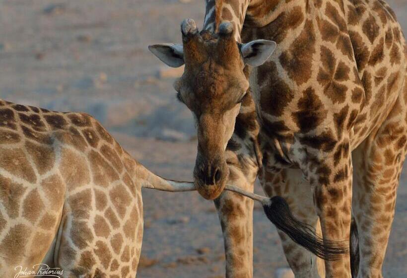 酒店 The Royal Fischer