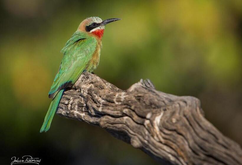 酒店 The Royal Fischer