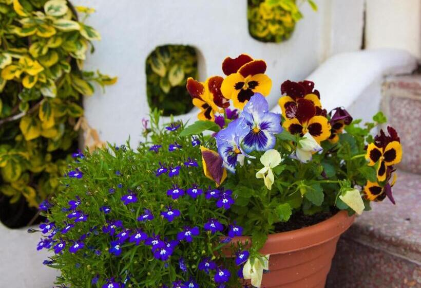 فندق The Heidi Bed & Breakfast