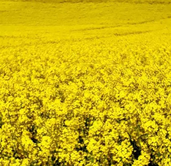 Ferienhotel Alter Bahnhof Garni