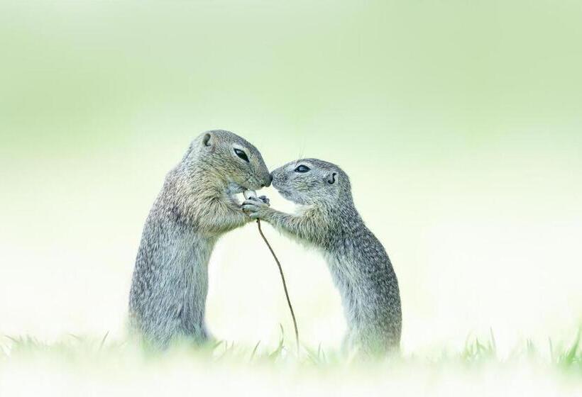 هتل Garni Hubertus