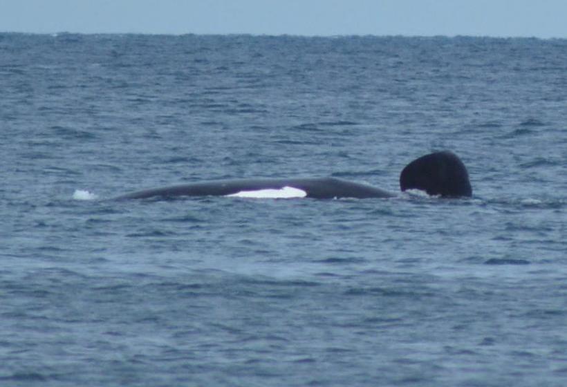 Skenes Creek Lodge Motel And Restaurant