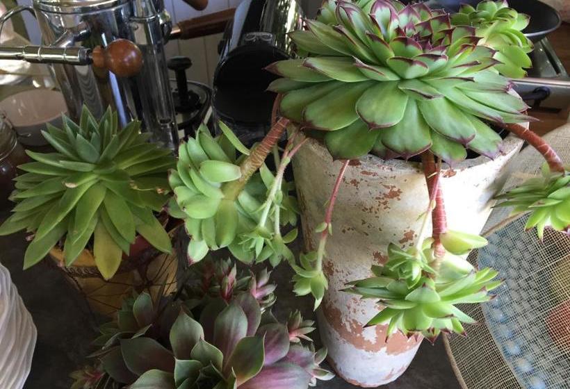 住宿加早餐 Mediterranea Luxury House