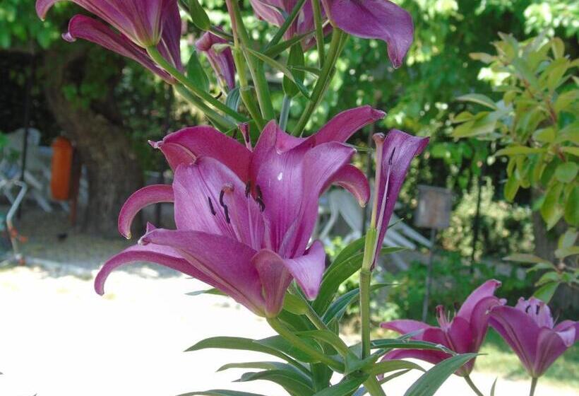 בית מלון כפרי Albergo Grifone 1891