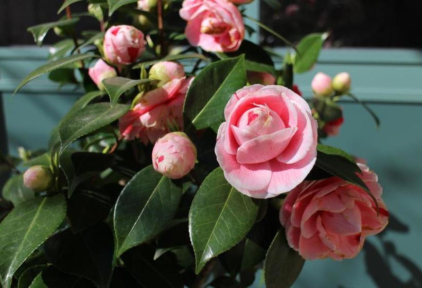 酒店 La Séca   Antico Albergo Alzese