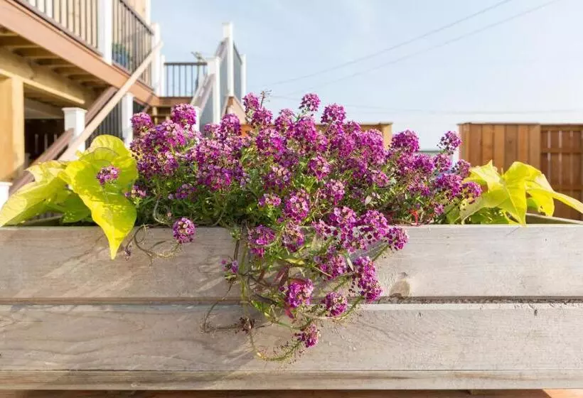 Motelli Aqualina Inn Montauk