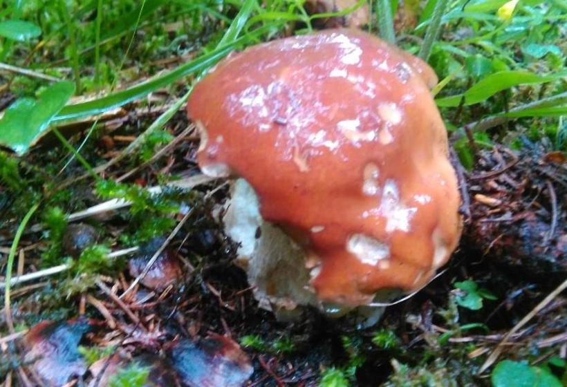 호스텔 Guesthouse Seghetto