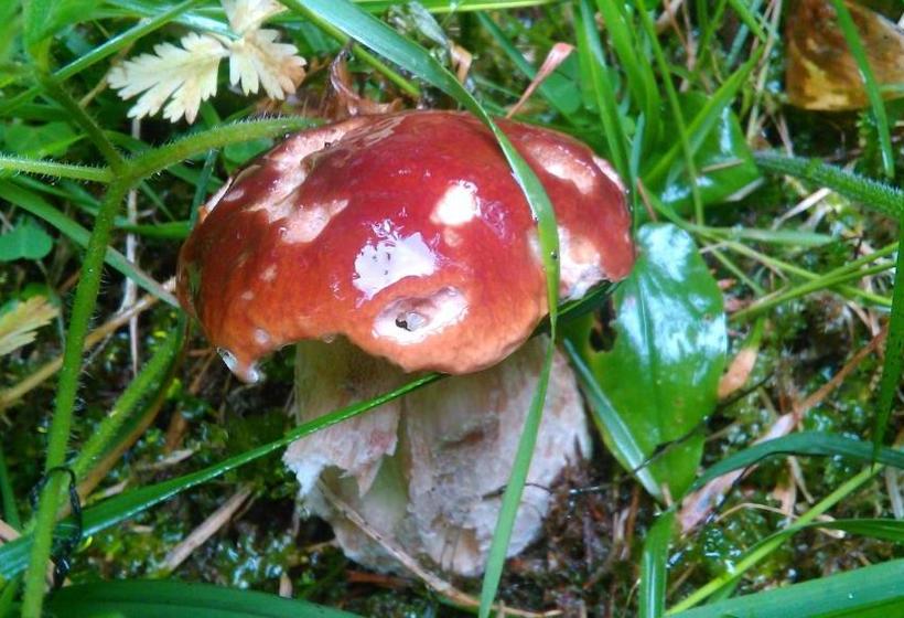 호스텔 Guesthouse Seghetto